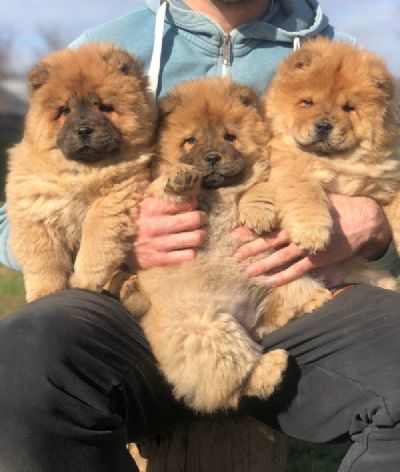 oglasi, Chow chow tenci vrhunskog kvaliteta 