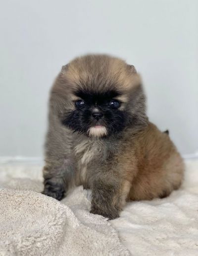 Pomeranac (BOO), kompletna dokumentacija