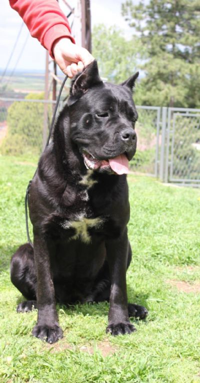 Cane corso enka