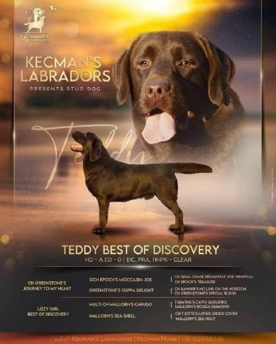 tenci Labrador Retrivera 