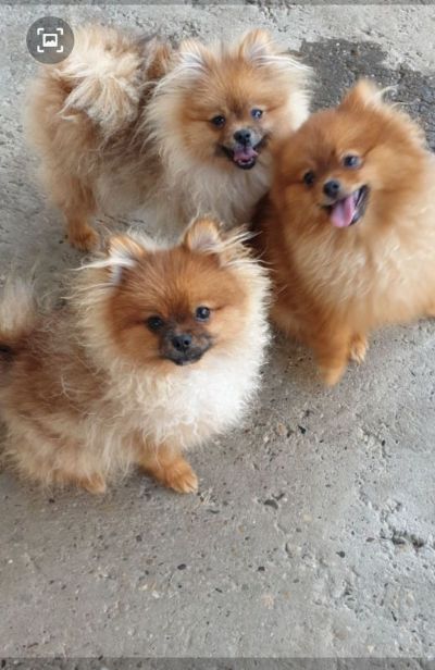 Pomeranac BOO tenci