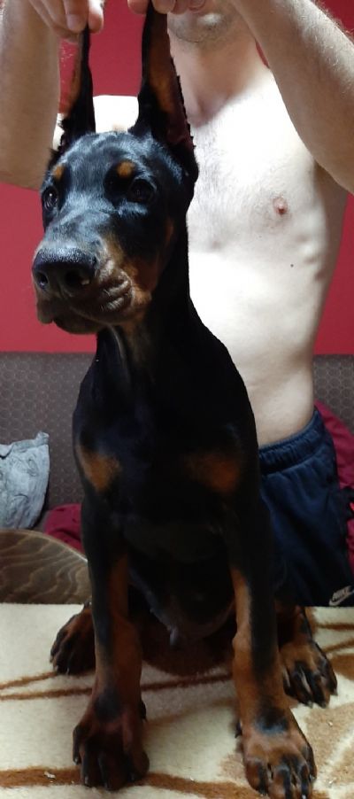 tenci dobermana 