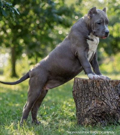 oglasi, Ameriki Buli American Bully tenci