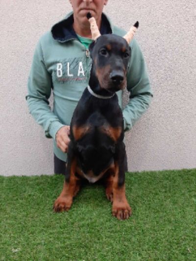 tenci dobermana 