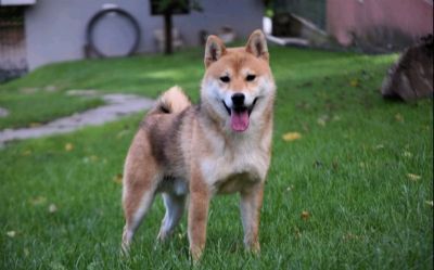 TOP Shiba inu stenci