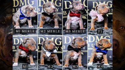 American Bully - Ameriki buli - Amerik