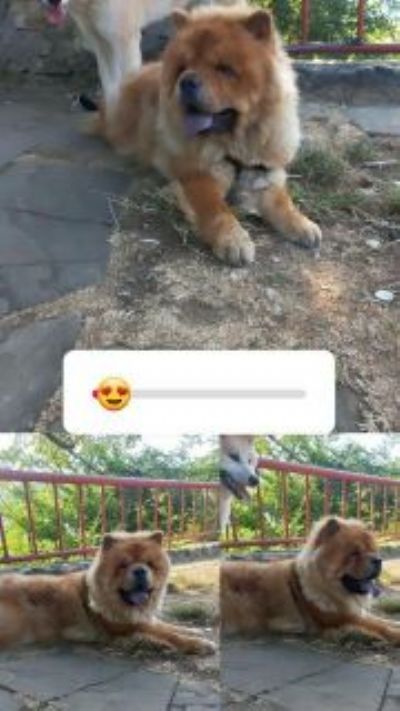 oglasi, Chow Chow au au tenci