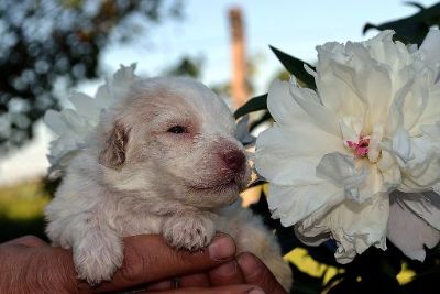 Lagotto Romagnolo tenci