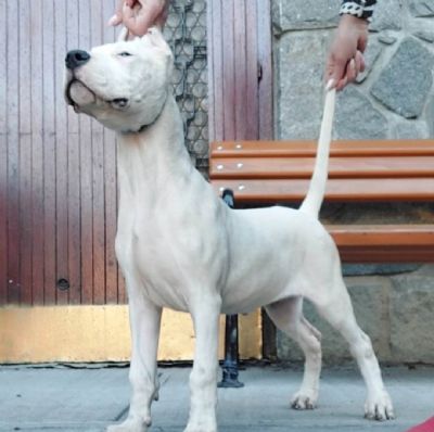 Dogo argentino tenci 