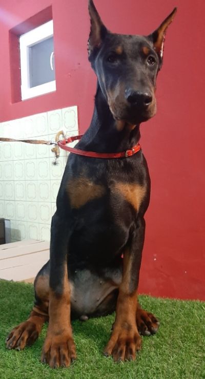 tenci dobermana 