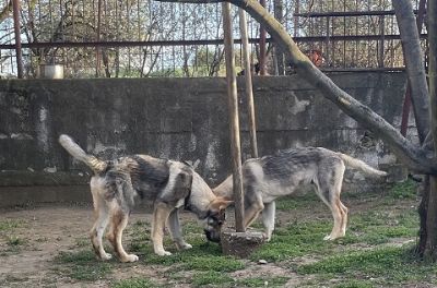 ehoslovaki vuiji pas - tenci na prod