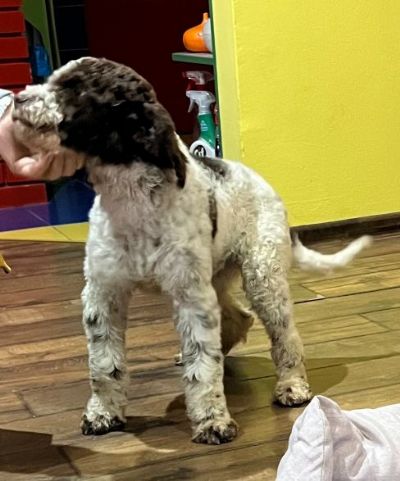 oglasi, Lagotto Romagnolo SVIH UZRASTA