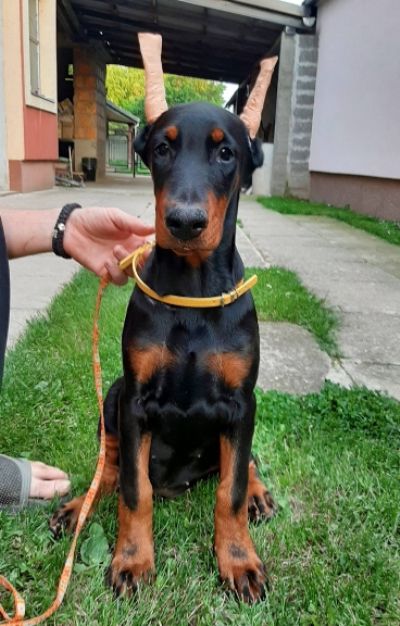 oglasi, tenci dobermana 