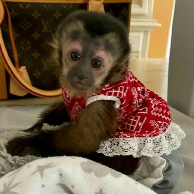 Kapucinski majmuni dostupni