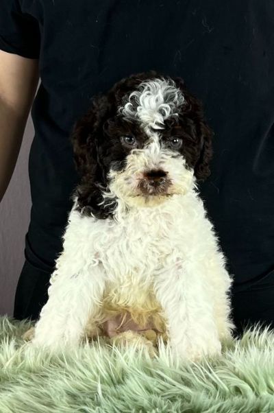 Lagotto Romagnolo PRELEPI tenci