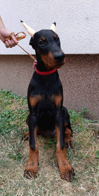 tenci dobermana 