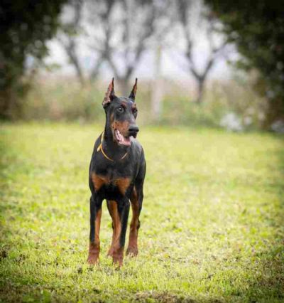 Doberman puppies for sale