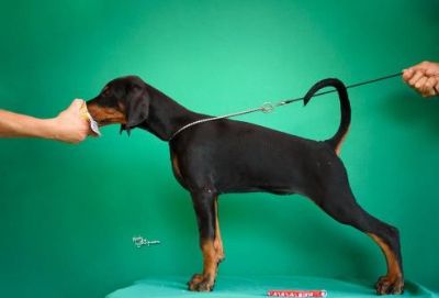 Doberman tenci