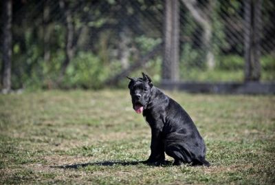 Cane Corso tenci