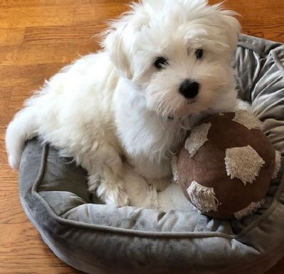 Coton de Tulear stenci