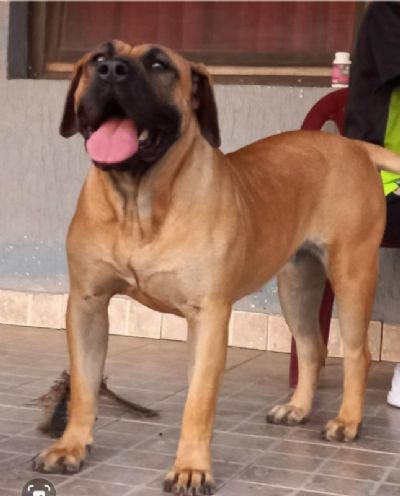 Presa Canario tenci