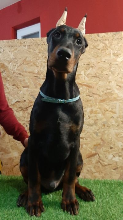 oglasi, tenci dobermana 