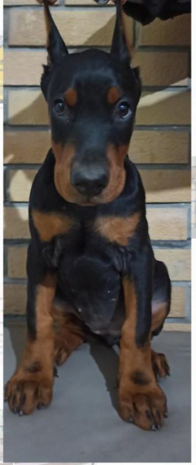 Doberman tenci