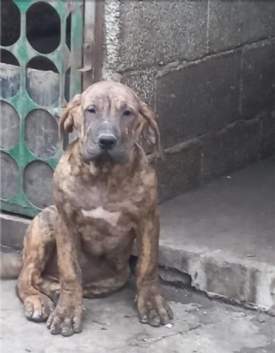 oglasi, Presa Canario tenci