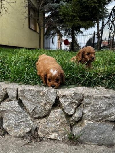 oglasi, Cavapoo prelepi stenci