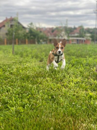 oglasi, BASENJI stenci