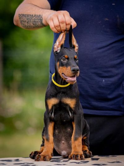 Doberman tenci