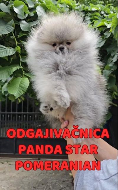 Pomeranac BOO medvedii AKCIJA