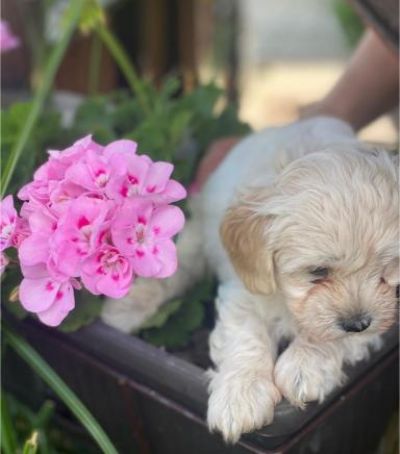 Maltipoo tenci