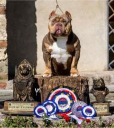 Ameriki Buli / American Bully Pocket