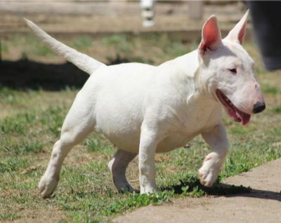 Mini Bull Terijer tenci