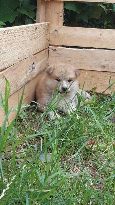 Japanska Akita tenci