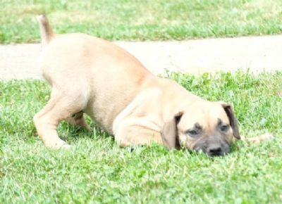 Boerboel Junoafriki mastif stenci