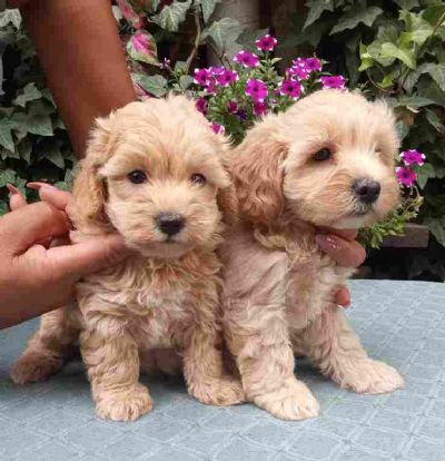 oglasi, MALTIPOO stenad