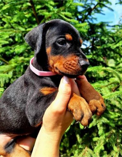 Doberman prelepi tenci