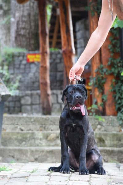 Cane Corso tene