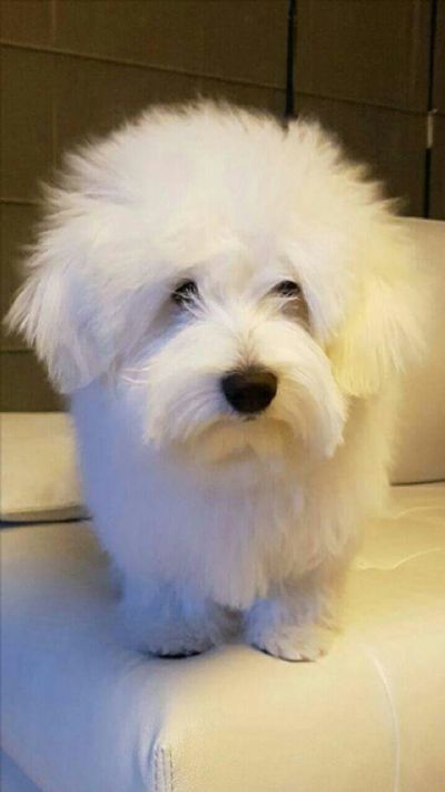 Coton de Tulear stenci