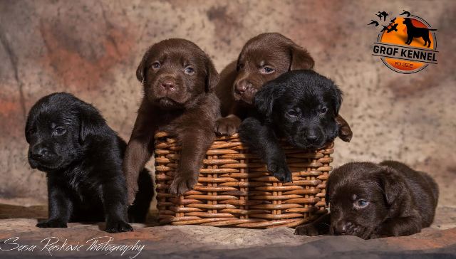 oglasi, Vrhunsko leglo Labrador retrivera