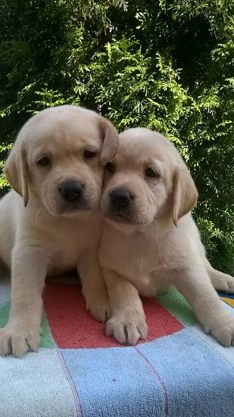 Labrador retriver stenci zute boje