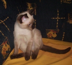 čistokrvna sijamska mačkica